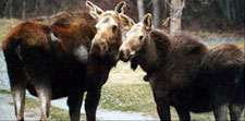 USA-Alaska-Alaska Widerness Multi-Sports